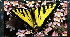 +L LEDԴIwҕ 